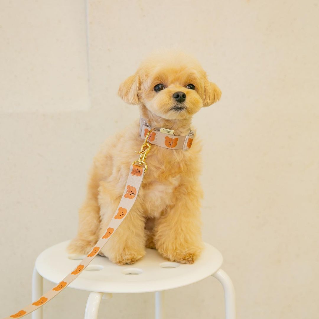 Cute and Durable Collar for Cats and Dogs