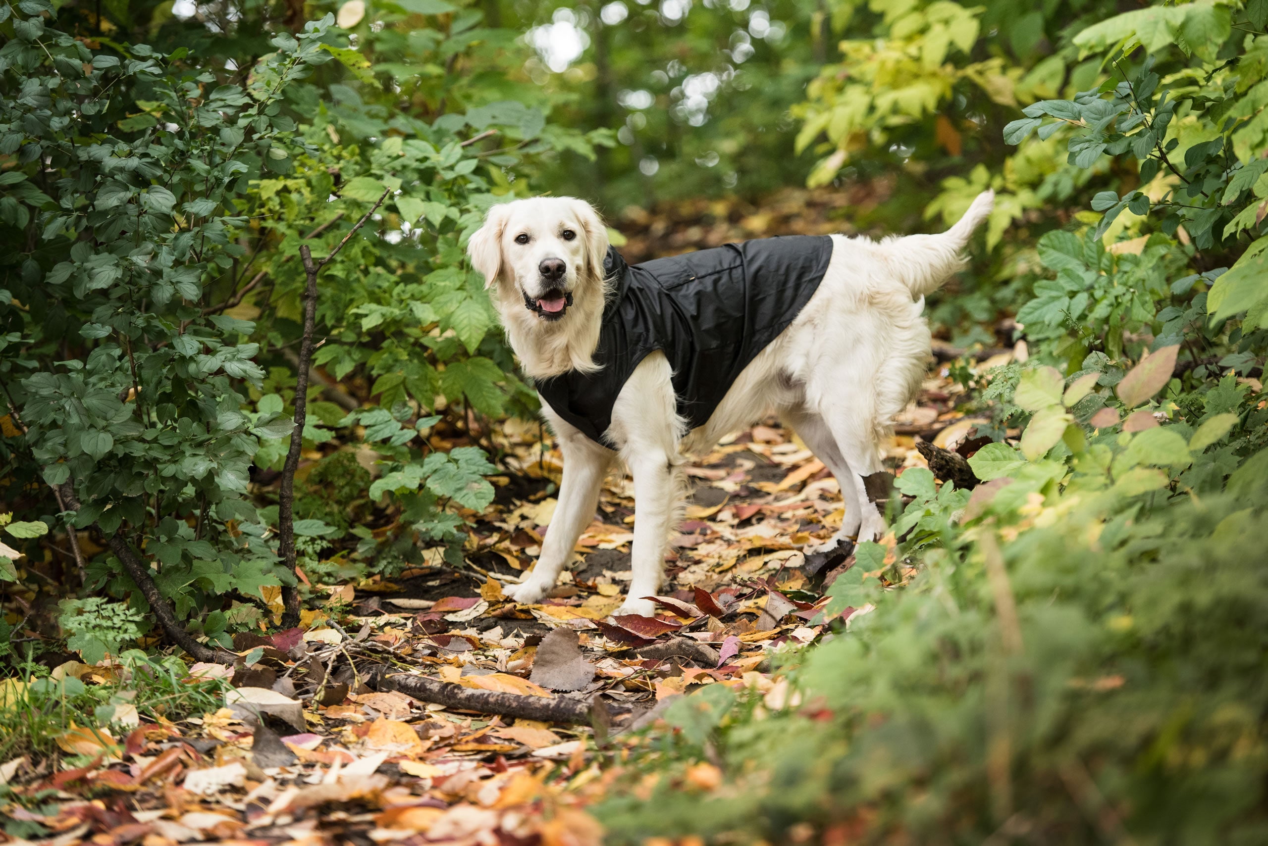Black Packable Dog RaincoatPackable Dog Raincoat