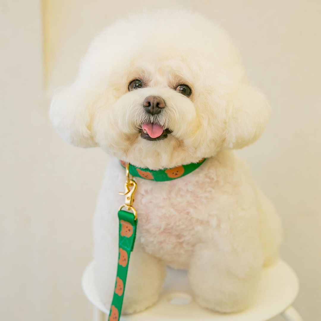 Cute and Durable Collar for Cats and Dogs