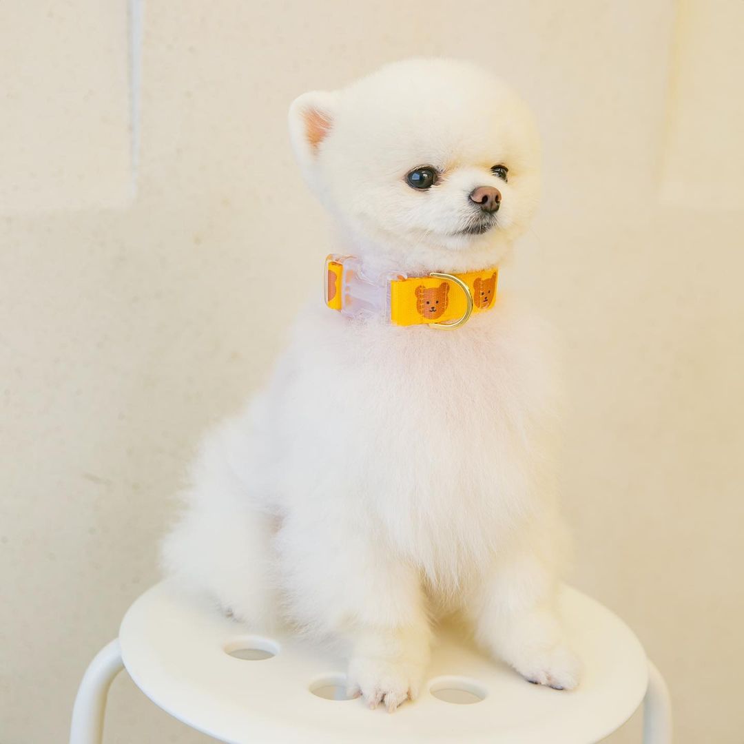Cute and Durable Collar for Cats and Dogs