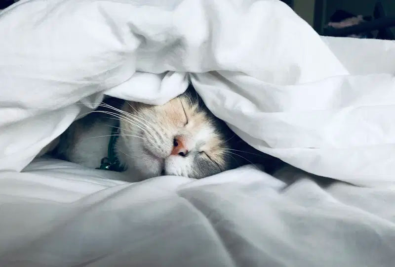Luxury Velvet Cat BedLuxury Velvet Cat Bed
